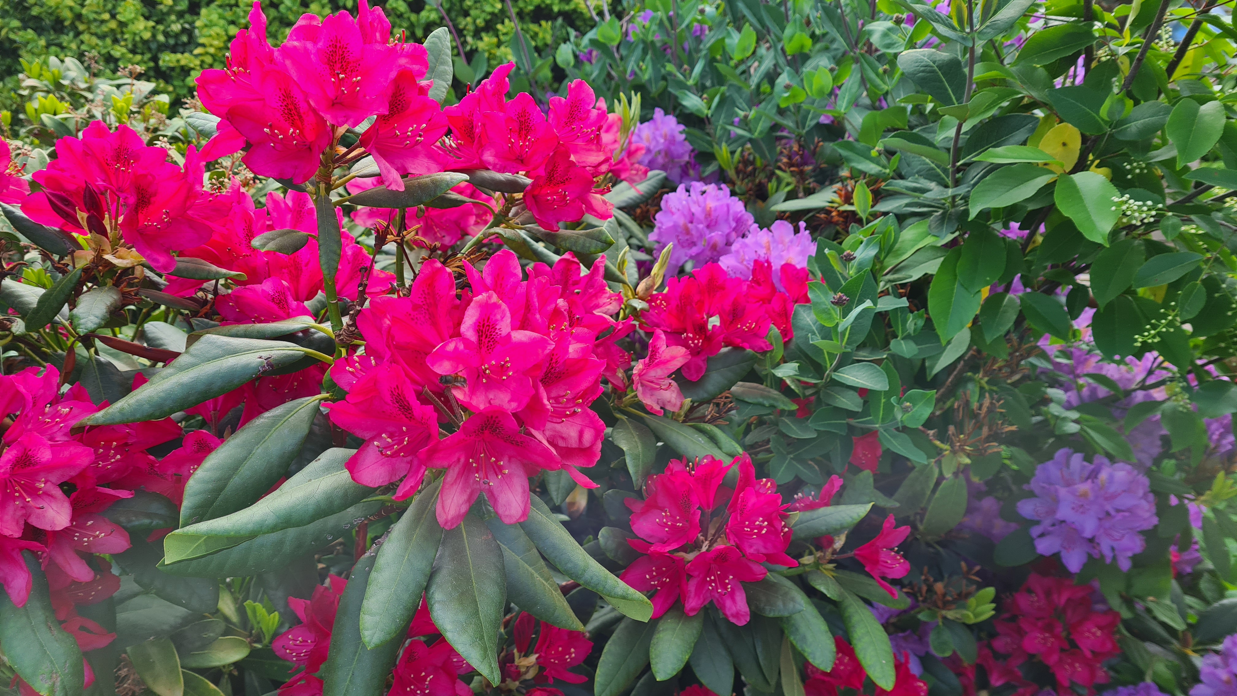 2021-06-06 08.28.54.jpg